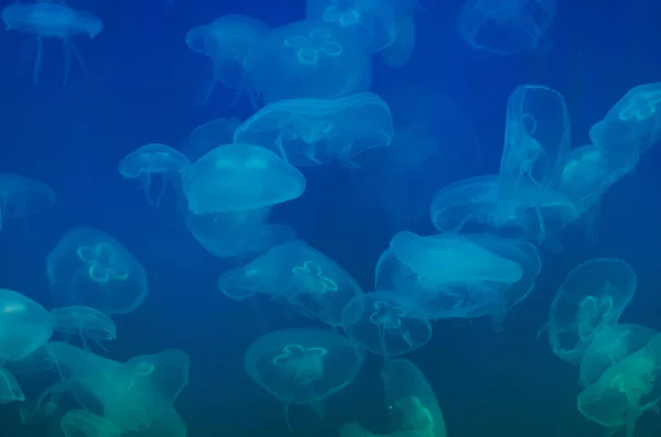 Aurelia aurita. Blue moon denizanası. (arka plan)