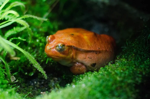 Dyscophus Antongilii マダガスカル アカトマトガエルが家族の種のカエルの種 — ストック写真