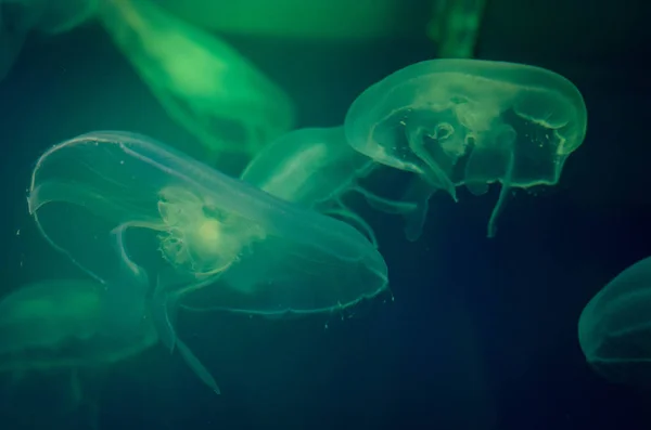 Aurelia aurita. Yeşil ay denizanası. (arka plan)