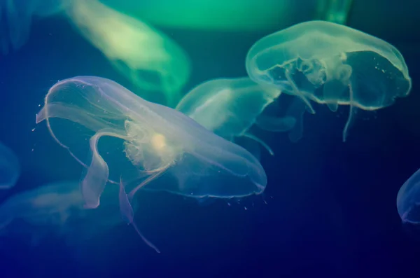 Aurelia aurita. Blue moon jellyfish. (background)