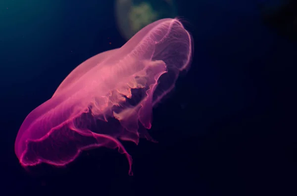 Aurelia Aurita Medusas Luna Rosa Antecedentes Fotos De Stock Sin Royalties Gratis