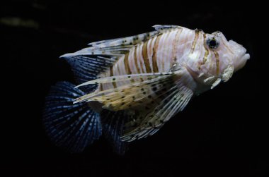 Pterois mil. Şeytan firefish, kırmızı lionfish.