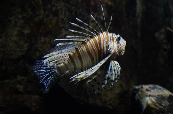 Pterois mil. Şeytan firefish, kırmızı lionfish.