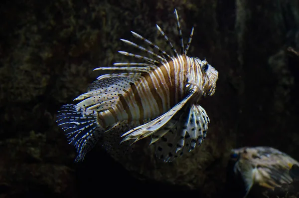 Pterois Mérföld Ördög Firefish Piros Lionfish — Stock Fotó