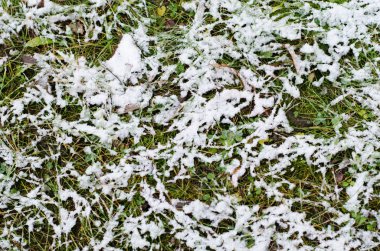 Kar altında çimen. (Doğa arka plan, yukarıdan görünüm)
