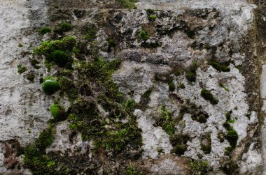 Yosun kaplı eski taş duvar (yakın çekim)