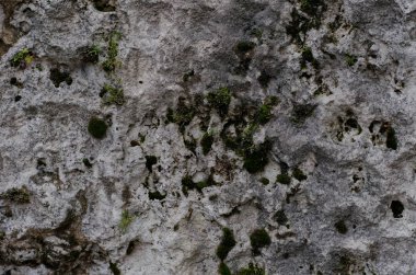 Yosun kaplı eski taş duvar (yakın çekim)