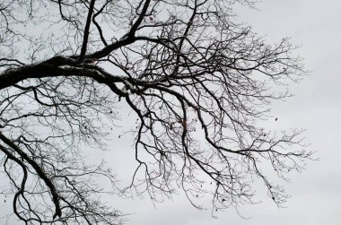 Kışın yapraksız meşe dalları. Siyah ve beyaz. (Gotik arka plan)