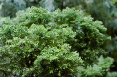 Chamaecyparis. Yanlış selvi. (yakın çekim)