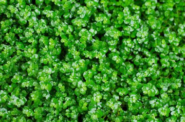 Arapsaçı soleirolii. Irish moss. Asma Korsika laneti, dostluk bitki, helxine, zihin-your-kendi-iş, binlerce, paddy's peruk ve pollyanna. (doğa arka plan)