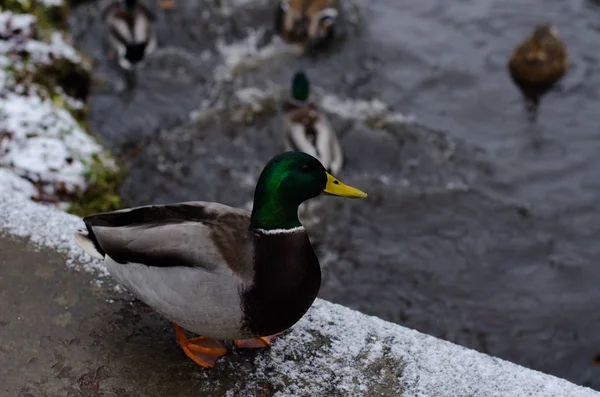 Yaban ördeği, ya da bir yaban ördeği.