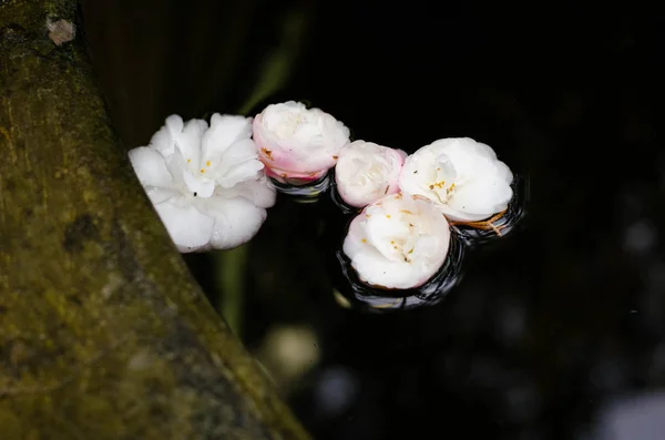 Camellia sasanqua. Camellia japonica. Kamelya çiçek su.