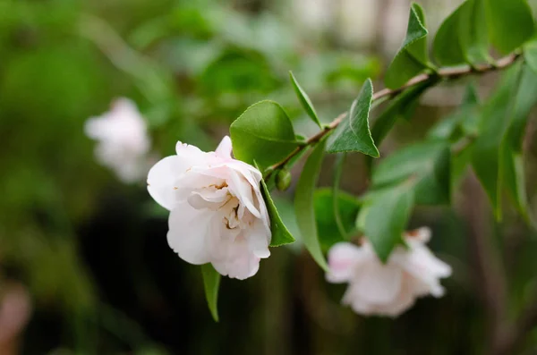 Botanik Bahçe Kamelya çiçeği..