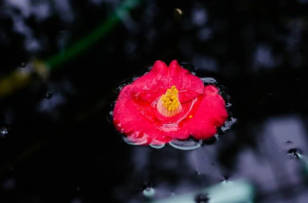 Camellia Sasanqua Camellia Japonica Camellia Kwiat Wodzie — Zdjęcie stockowe