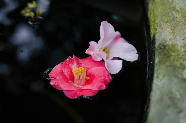 Camellia sasanqua. Camellia japonica. Kamelya çiçek su.