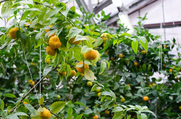Citrus sinensis. Portakal ağaçları subtropikal sera içinde. Turuncu dalı.