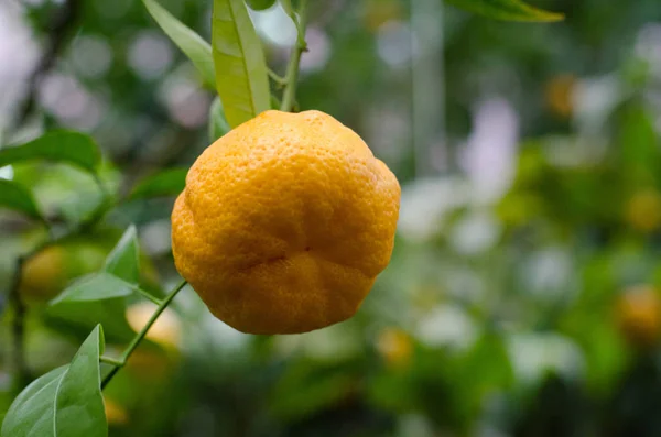 Citrus Sinensis Orangenbäume Einem Subtropischen Gewächshaus Orange Auf Dem Ast — Stockfoto