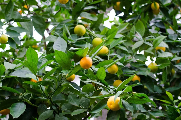 Citrus sinensis. Portakal ağaçları subtropikal sera içinde. Turuncu dalı.