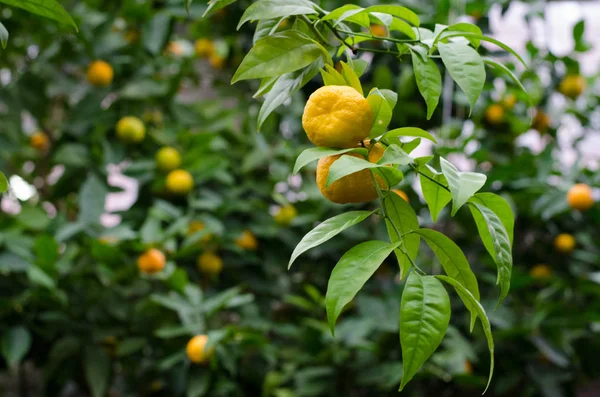Citrus sinensis. Portakal ağaçları subtropikal sera içinde. Portakal dalı.