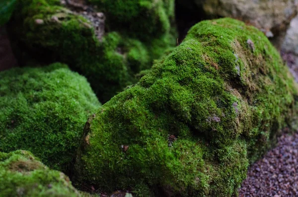 Yosun kaplı kaya (yakın çekim)