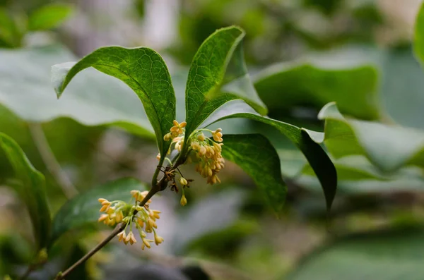 Osmanthus fragrans. Tatlı osmanthus, tatlı zeytin, çay zeytin. Onun çiçek yeşil ile infüzyon veya kokulu çay oluşturmak için siyah çay yaprakları.