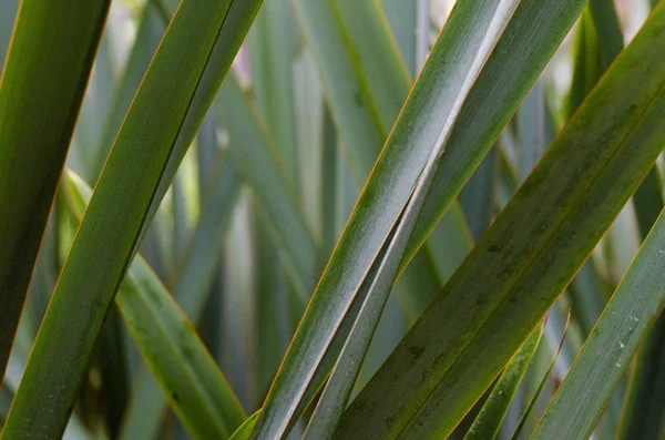 Phormium Tenax Nieuw Zeeland Hennep Aard Achtergrond — Stockfoto