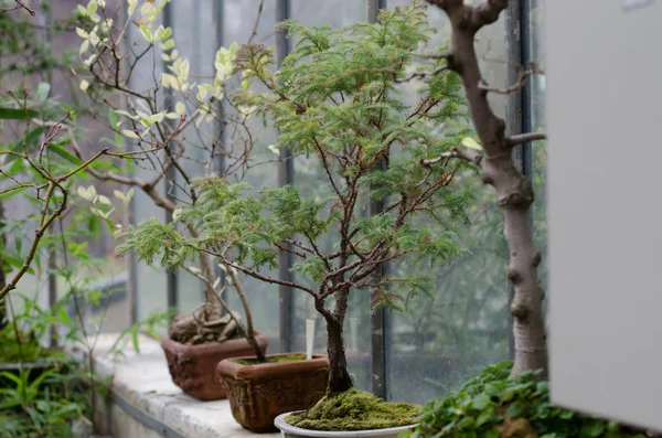 Botanik Bahçesi. Bonsais bir sera içinde.
