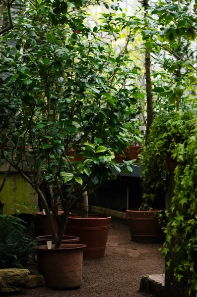 Bloempotten Een Subtropische Kas Subtropische Planten Planten Een Botanische Tuin — Stockfoto