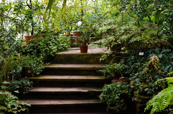 Mooie Broeikasgassen Stenen Trappen Subtropische Planten — Stockfoto