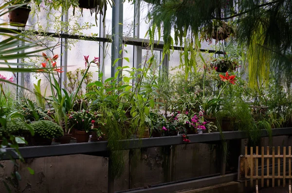 Bloempotten Een Subtropische Kas Subtropische Planten Planten Een Botanische Tuin — Stockfoto