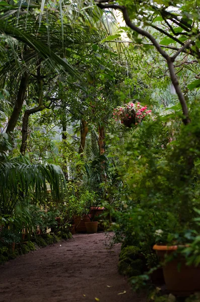 Прекрасна Теплиця Ботанічному Саду Субтропічні Рослини Ніхто — стокове фото