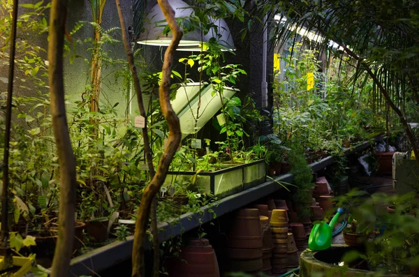 Subtropikal sera içinde saksı. Subtropikal bitki. Bitki botanik bahçesi içinde.