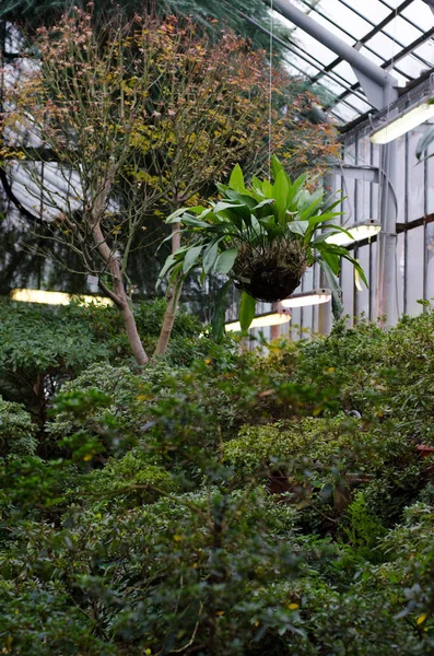 Mooie Broeikasgassen Een Botanische Tuin Subtropische Planten Niemand — Stockfoto