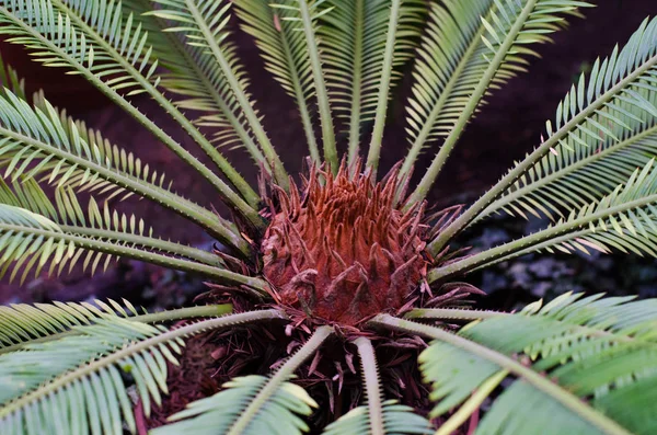 Bir botanik bahçesi içinde Phoenix canariensis.