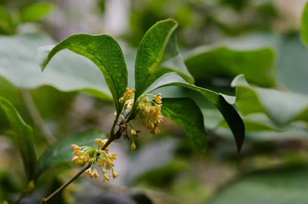 Osmanthus Fragrans Süßer Osmanthus Süße Oliven Teeoliven Seine Blüten Können lizenzfreie Stockbilder
