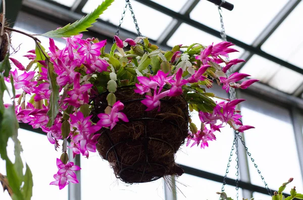 Botanik Bahçesi. Schlumbergera. Saksı kaktüsler astropikal bir sera. Noel kaktüs, Şükran cactus, yengeç kaktüs ve tatil kaktüs.