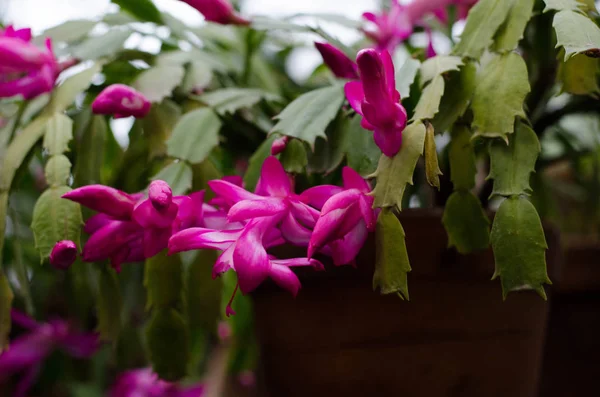 Botanik Bahçesi. Schlumbergera. Saksı kaktüsler astropikal bir sera. Noel kaktüs, Şükran cactus, yengeç kaktüs ve tatil kaktüs.