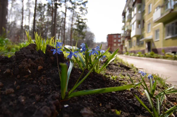 Erken bahar çiçekleri. Scilla siberica. Sibirya squill veya ahşap squill.