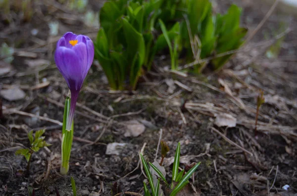 Fleurs Printanières Crocus Parmi Les Premières Fleurs Fleurir Printemps Les — Photo