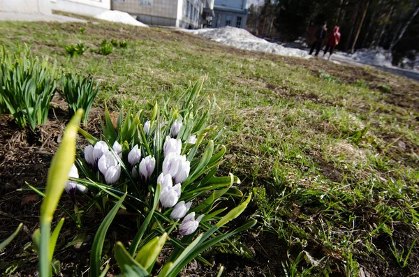Bahar çiçekleri. Versicolor picturatus. Çiğdem versicolor. Baharda çiçek ilk çiçekler arasında çiğdemler bahçıvanlar ile popüler.