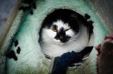 Siyah ve beyaz kedi hayatta kış açık havada. Saint Petersburg a yolunu yitirmek kedi var. Topluluk kediler sokak ya da feral cats, açık havada genellikle insanlar birbirine yakın yaşamak için uygun.