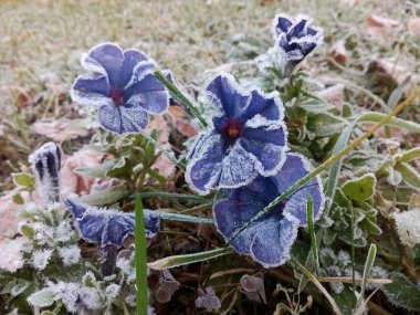 Mavi petunyalar. Hoarfrost ile kaplı çiçekler.