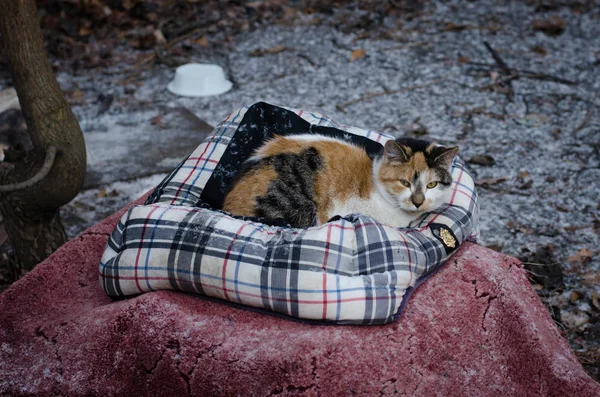 Huslige Korthårede Katte Stray Katte Sankt Petersborg Overleve Vinteren Udendørs - Stock-foto