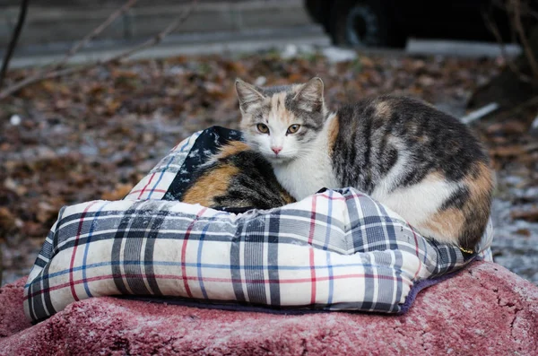 Hauskatzen Mit Kurzen Haaren Streunende Katzen Peterburg Überleben Den Winter — Stockfoto