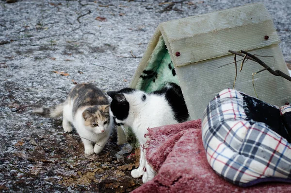 Domestic short-haired cats. Stray cats in Saint Petersburg survive winter outdoors. Community cats stray or feral cats, are well-suited to living outdoors usually in close proximity to humans.