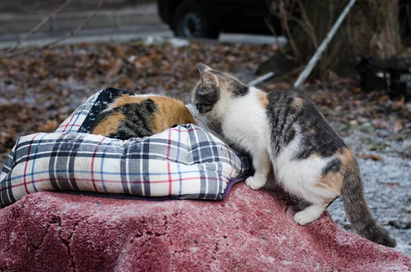 Yerli kısa-kıl cats. Sokak kedileri Saint Petersburg'daki kış açık havada hayatta. Topluluk kediler sokak ya da feral cats, açık havada genellikle insanlar birbirine yakın yaşamak için uygun.
