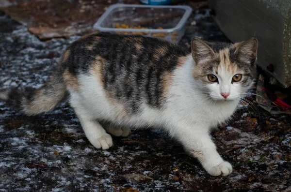 Gestreifte Jungtiere Überleben Den Winter Freien Ist Eine Streunende Katze — Stockfoto