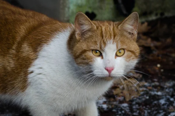 Yerli kısa saçlı kedi. Sokak kedisi, Saint Petersburg. Kedi hayatta kış açık havada. Topluluk kediler sokak ya da feral cats, açık havada genellikle insanlar birbirine yakın yaşamak için uygun.