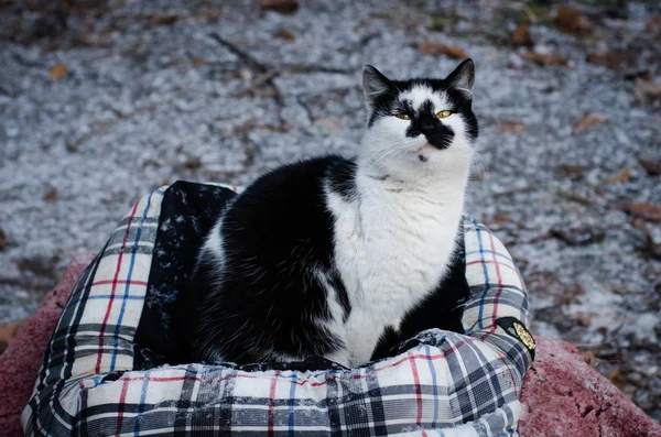 Schwarze Und Weiße Katzen Überleben Den Winter Freien Ist Eine — Stockfoto