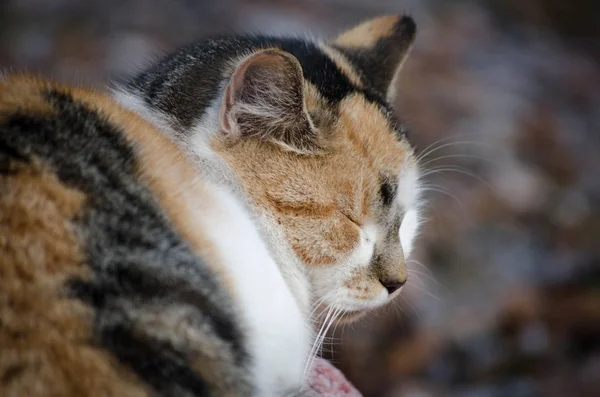 Schläfrige Katze Ist Eine Streunende Katze Heiliger Petersburg Katzen Überleben — Stockfoto